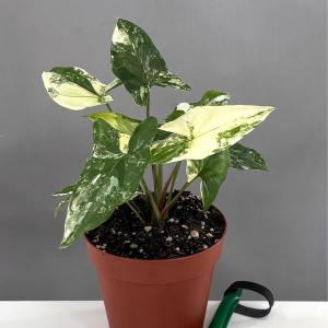 Syngonium White Variegated - - Pokok Syngonium Variegated Putih - सिंगोनियम व्हाइट वैरिगेटेड पौधा Syngonium White Variegated – Elegant Arrowhead Leaves Creamy White Foliage Pattern Fast-Growing Indoor Climber LIVE TROPICAL PLANT