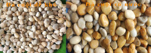 Đá cuội màu vàng sỏi vàng tự nhiên dùng để trang trí tiểu cảnh sân vườn thác suối hồ cá (size 2-5cm)