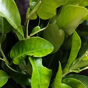 jual daun jeruk Bali segar 500 grm