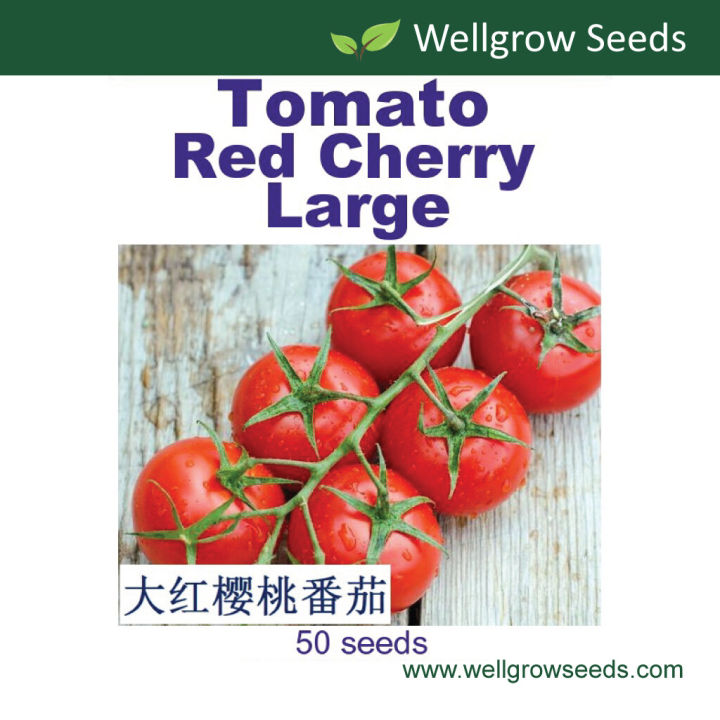 Heirloom Baby Roma Tomato Seeds - 100 Seed *Pot Friendly* Indeterminate ...