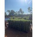 Pokok buluh Pagar / pelenting thai murah. 