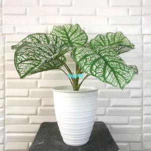 Pohon Artificial Tanaman Hias Daun Calladium Putih X9 Semilatex Pot Tawon Pirus Putih Dekorasi Meja Tamu