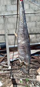 ปลาอินทรีย์ เค็ม แพ็คละ 200บาท 1แพ็คได้5ชิ้น