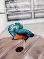*RANDOM PICK* Halfmoon Plakat *HMPK* Betta fish/ ikan laga  *FULL BLOCK COLOUR* S / S+/ M Junior. 