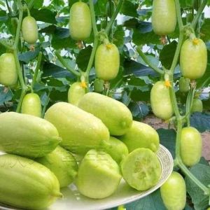 Hạt giống Dưa leo Ngọc Nữ - Gói 10 Hạt - Seeds1