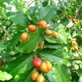 MDC- Anak Pokok Peanut Butter (Kacang Amazon) Anak Pokok Tanaman Benih Garden Seed Seeds. 