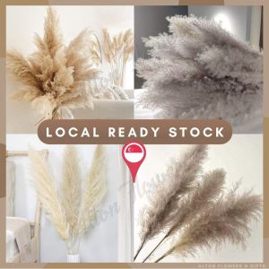 (JUMBO) Naturally Dried Fluffy Pampas Grass 140cm (PLEASE READ BEFORE BUYING) Decoration Flower Arrangement Aplant383