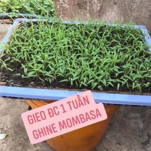 Hạt giống cỏ chăn nuôi Mombasa GhineCỏ sả lá lớn-gói 200gr