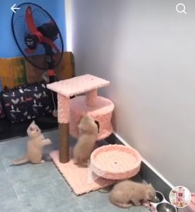 Nhà cây cho mèo - cattree nhà mèo 3 tầng có trụ cào móng cho mèo giúp mèo giảm được những nguy cơ mắc các bệnh béo phì