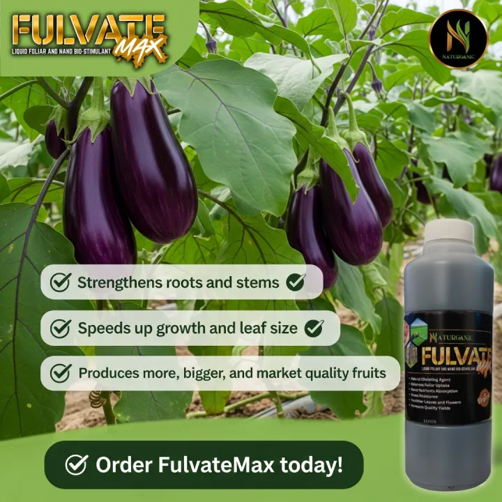 FulvateMax%20Organic%20Foliar%201%20liter%20per%201%20hectare%20Palay/Mais/Talong/Kamatis/Sili/Amplaya%20at%20iba%20pa%20-%20Image%208