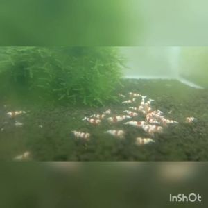 Pure Red Line PRL 0.8-1cm 10ekor caridina crystal PRL shrimp s+