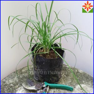 ต้นกุยช่าย ผักแป้น ส่งพร้อมถุงเพาะ 5.5นิ้ว 4 ถึง 6 ต้น ผักไม้กวาด