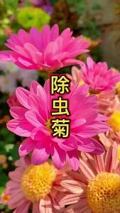 ดอกเบญจมาศสีผสม ยาไล่แมลง ยาไล่ยุง ดอกไม้ ปลูกดิน สี่ฤดู ปลูกง่าย ยาไล่ยุง ต้นไม้ในกระถางสำหรับสนามหญ้า