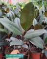 Rubber Tree " Ficus Elastica Burgundy " With FREE Plastic Pot and Garden Soil  (  Real and Lowest Price ) AGs Infinity Shop Limited Stock Only. 