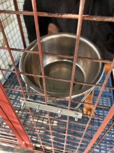 All Stainless Hanging Dog Bowl XL 24CM