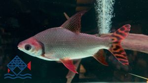 Redtail Feifong /Feifong / Flag Tail Prochilodus Characin /Algae Eater /Freshwater 红尾飞凤/观赏鱼/飞凤 (Sin Quan Aquaculture Enterprise)