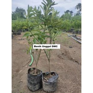 Bibit Jeruk Nagami Sudah Berbuah 1 meter Super