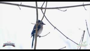 ผสมอาหารสำหรับนก 15.4 ปอนด์ - ประกอบด้วยข้าวฟ่างขาวและแดง ข้าวโพดตัด ข้าวสาลี ทานตะวันน้ำมันดำ ทานตะวันลาย ถั่วลิสง และดอกคำฝอย สำหรับนกบลูเจย์และนกนอร์เทิร์นคาร์ดินัล