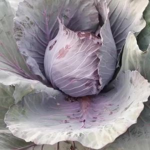【紫甘蓝包心菜种子】四季紫色卷心菜紫包菜农家庭院阳台蔬菜种子