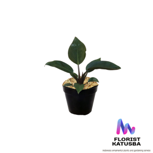 tanaman hias philodendron  rojo congo size ukuran sedang