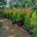 Tanaman Hias Pucuk Merah / Syzygium oleina / Pucuk merah Tanaman Hias  - Bibit pohon pucuk merah. 