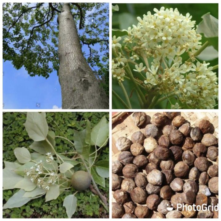 buy one get one free，50 seeds (not plants) LUMBANG / CANDLENUT TREE