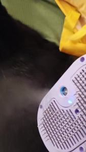 Dog Cat Steam Brush With UV Light3 in 1 Release Button Self-Cleaning Grooming Brush for Pets Cats DogsHair Massaging Shedding for Small Animals Long Short Haired - Green