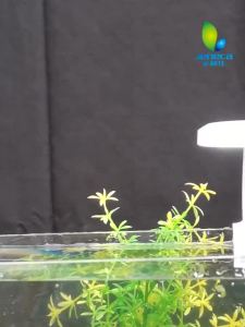 金利佳鱼缸灯小型LED全光谱夹灯氛围灯照明灯小鱼缸水族草缸灯光Jinlijia Fish Tank Light Small LED Full Spectrum Clamp Light Atmosphere Light Illumination Light Small Fish Tank Aquarium Grass Tank Light