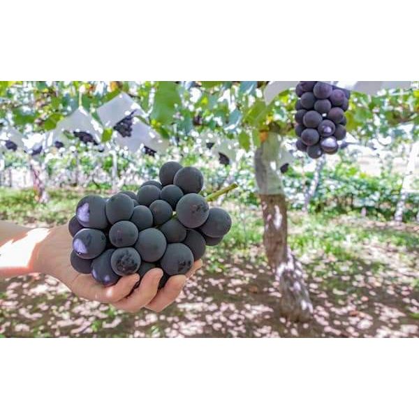 Cây Giống Nho đen Kyoho Nhật Bản (CÂY GHÉP MAU TRÁI) | Lazada.vn