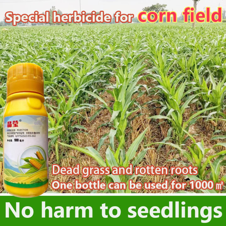 Ez 🌽special Herbicide For Corn Field🌿 Weed And Grass Killer Absolutely