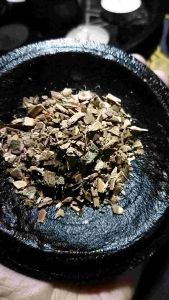 Witch Hazel Bark Herb