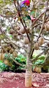 Bibit Durian Montong Super: Panduan Lengkap