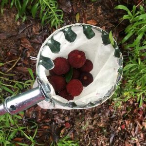 Alat Pemetik Buah Metal Fruit Picker Alat Bantu Petik Buah Uk 16CM