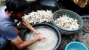 Karang Jahe Bersih Putih Media Filter Aquarium 5 Kilogram