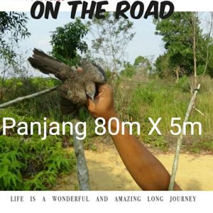 Jaring Burung 20 meter X 5 meter Perangkap burung perkututcendetruak ruakkacer