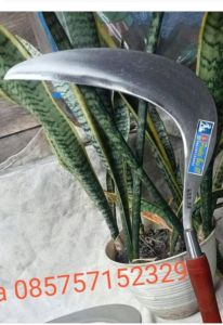 ARIT RUMPUT/SIAP PAKAI