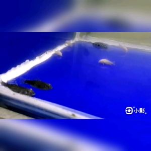 Hillstream Loach/Sewellia lineolata/algae eater/越南琵琶鼠/金线琵琶鼠