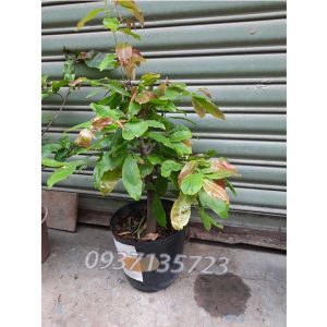 [HCM]CÂY MAI VÀNG -[CÂY TRUNG]