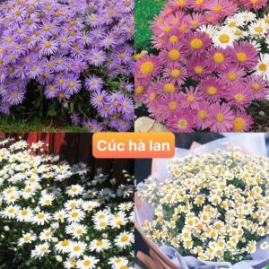 [10 Gói Tặng 1] Hạt Giống Cúc Hà Lan F1 Loại Siêu Dễ Trồng Hoa Nở Đẹp Tặng kèm Hướng Dẫn Trồng
