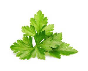 Click & Grow Cilantro (Coriander) Plant Pods