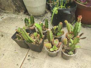 HCM - Cây xương rồng tiểu cảnh 3 loaị cùng chậu cây khỏe sống tốt rễ mạnh