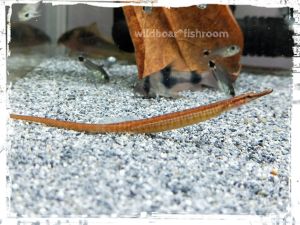 Freshwater pipefish Pet Fishes | Aquarium  | Live animal