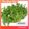 Hạt giống Cải Xoong Mỹ (Xà Lách Xoong Mỹ) - Watercress - 1000 hạt. 