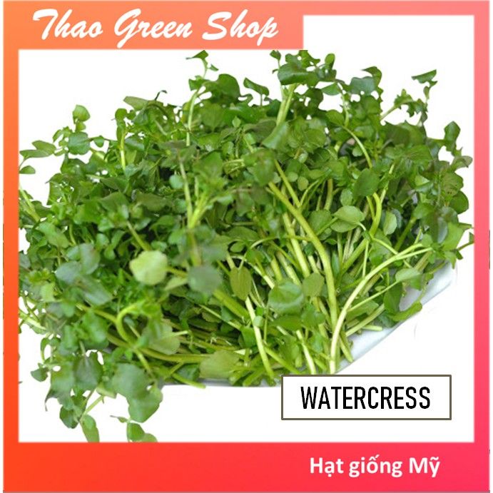 Hạt giống Cải Xoong Mỹ (Xà Lách Xoong Mỹ) - Watercress - 1000 hạt