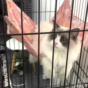 Pet Hammock Cat Hammock Hanging Bed Pet Cage