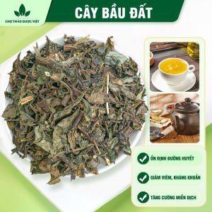 Cây bầu đất tím khô 1kg bầu đất tía hỗ trợ thanh nhiệt giải độc giảm mẩn ngứa dị ứng