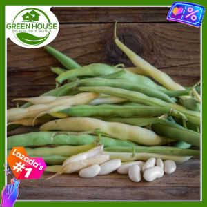 Green House® - White Kidney Beans Seeds for Planting Vegetable Plants (25 Seed) incl. Instruction Herbal Bean Plant