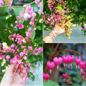 Hạt giống hoa ti gon - gói 5 hạt - loài hoa leo dễ trồng chịu hạn tốt và cho hoa hình trái tim rất đẹp.