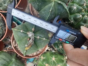 XƯƠNG RỒNG ASTRO HOA VÀNG . Tặng kèm chậu nhựa nhỏ