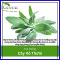 Hạt Giống Cây Xô Thơm (Sage) Chịu Nhiệt Tốt, Thu Hoạch Lâu Năm (Gói 20 hạt).